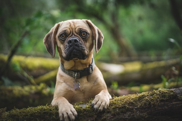 Puggle looking concerned