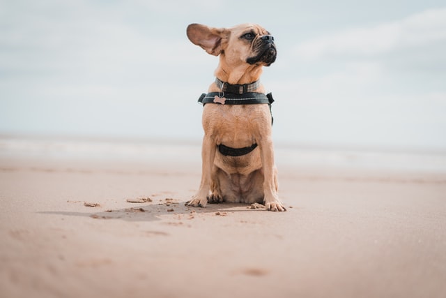Puggle on a beach