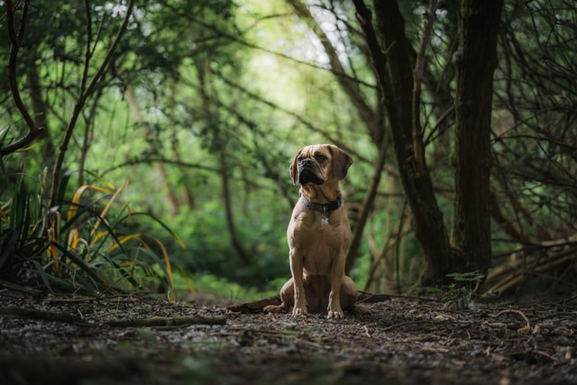 Puggle our in the forest