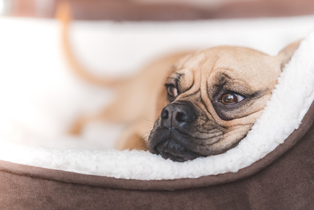 Cozy Puggle in their bed