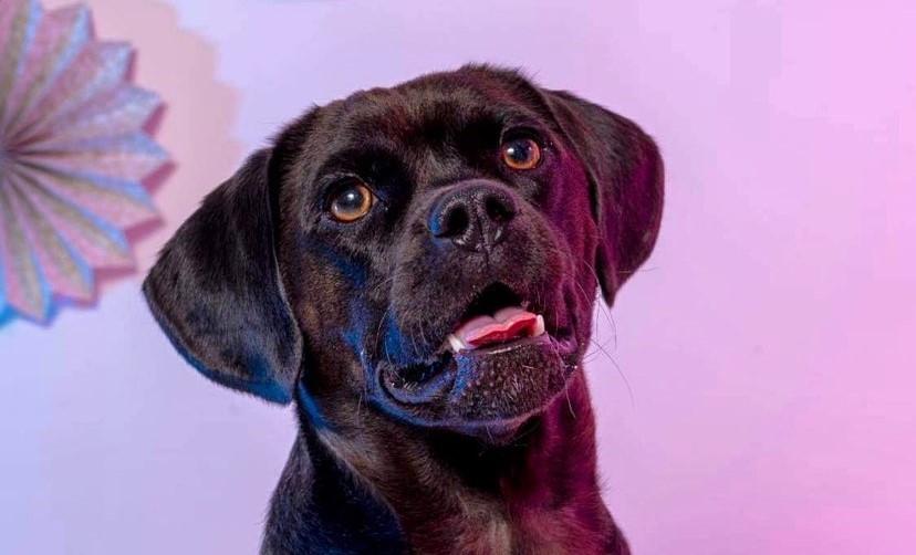 Puggle crying for treats